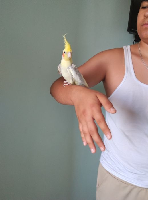 Qushlarni ruchnoy qilib beraman