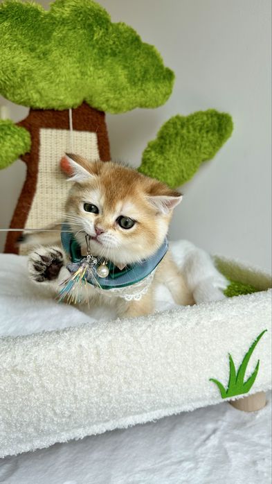 Baietel British Shorthair Chinchilla Gold , cu certificat Pedigree