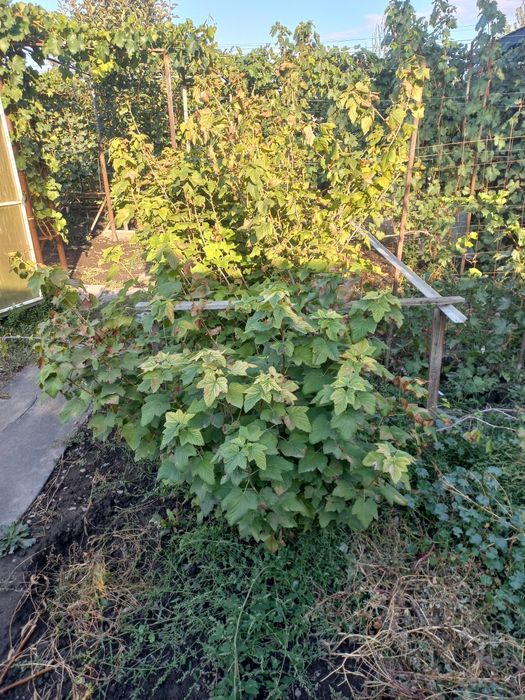 Саженцы (кусты) смародины