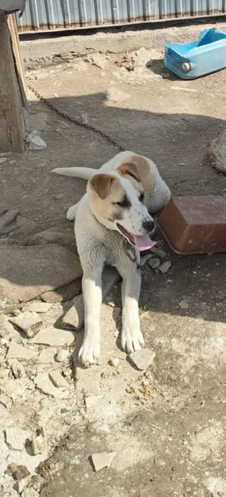 Собака добрая. Годовалая