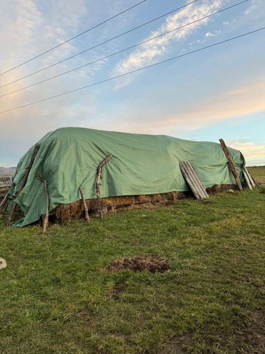 Vând 100 de baloti de lucerna