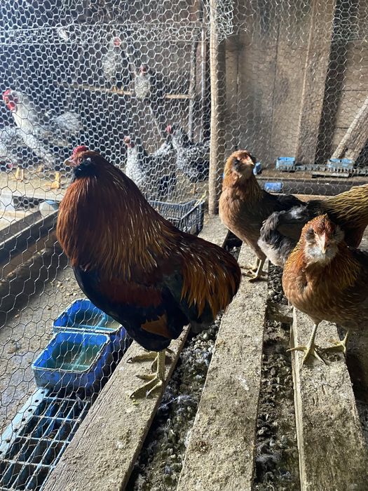 Oua pentru incubat diferite rase