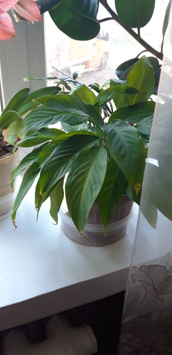 Продам домашний цветок.