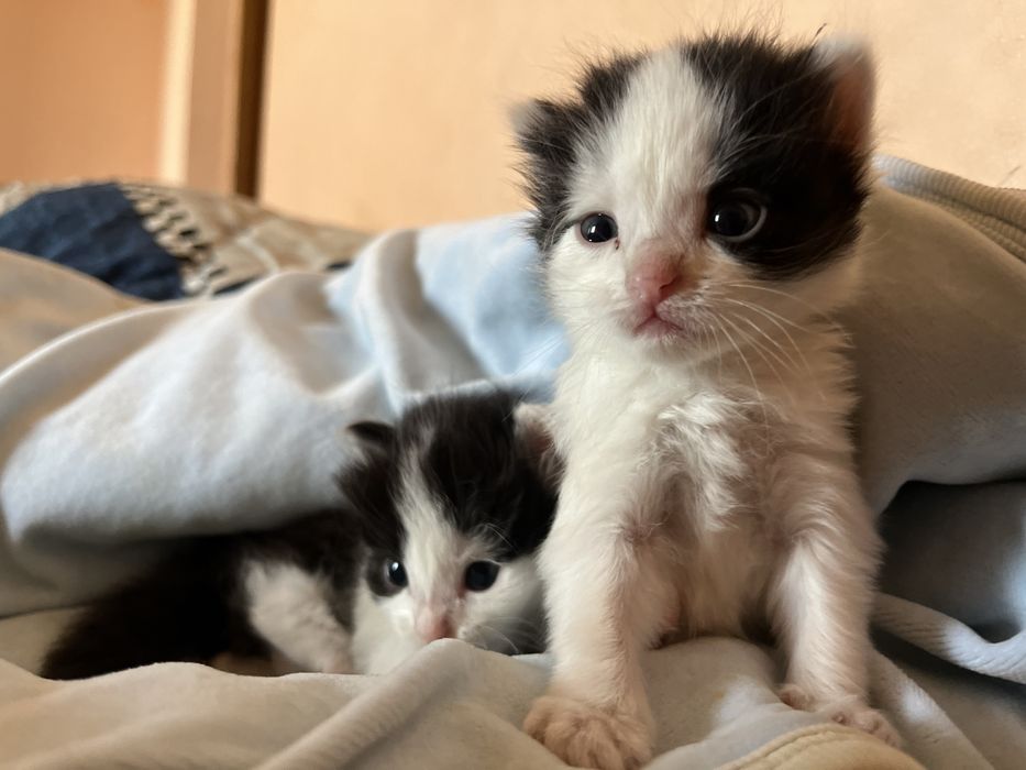 отдам котиков в хорошие руки