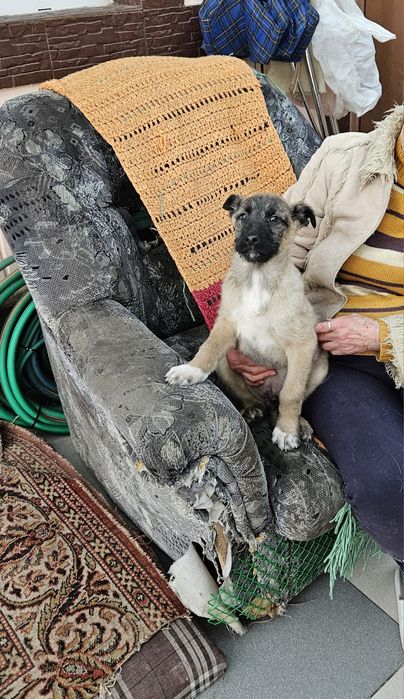 Дворянчики  ищут хозяина!