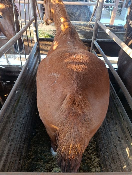 Семіз жылқылар!!!