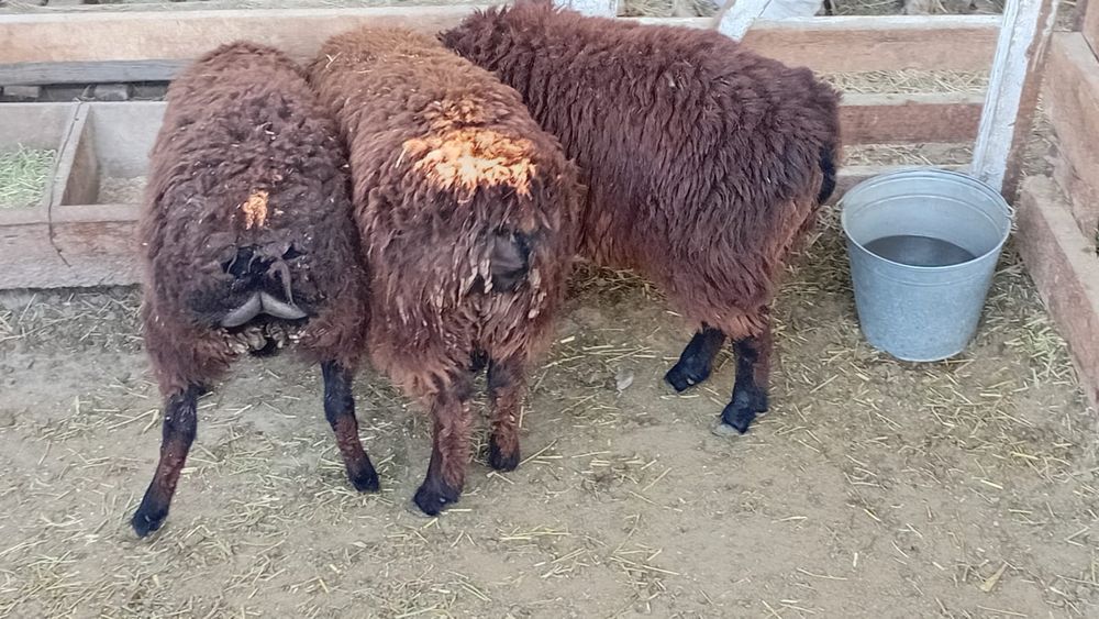 Кой токты сатылады