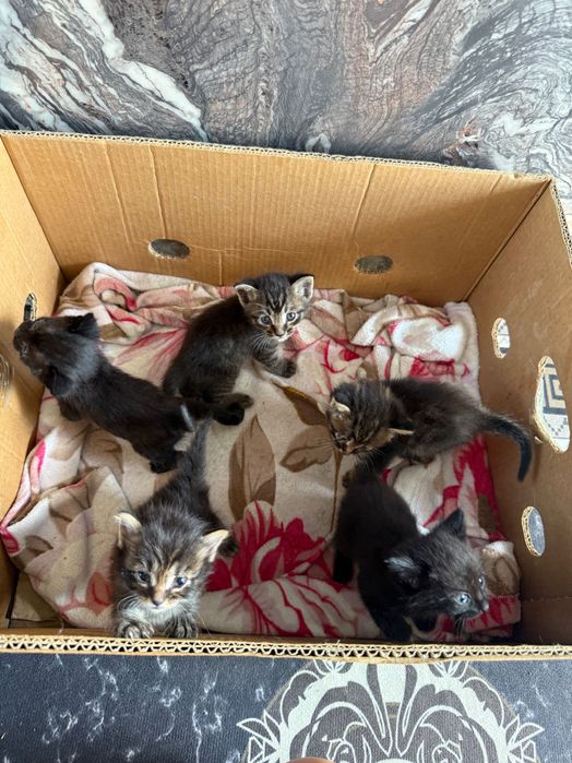 Отдам котят в хорошие руки