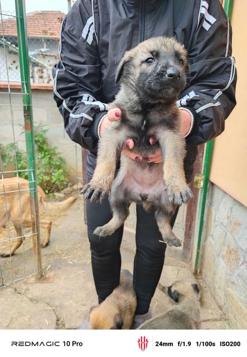 Продавам Малиноа кученца