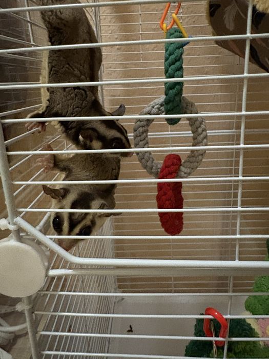 Захарни катерички ( двойка ) Sugar Glaider