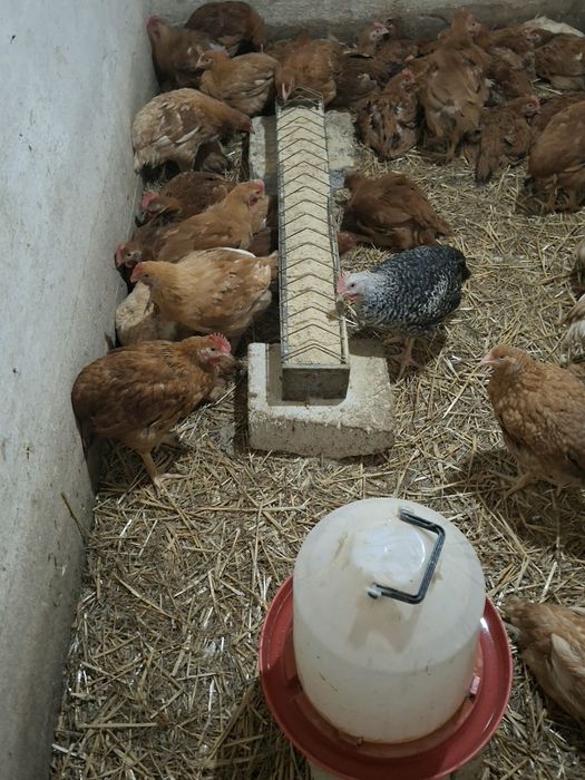 Pui rasă mixtă de la  3 săptămini.