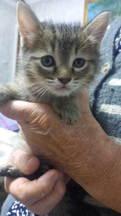Отдам котенка в добрые руки, мальчик 1 месяц
