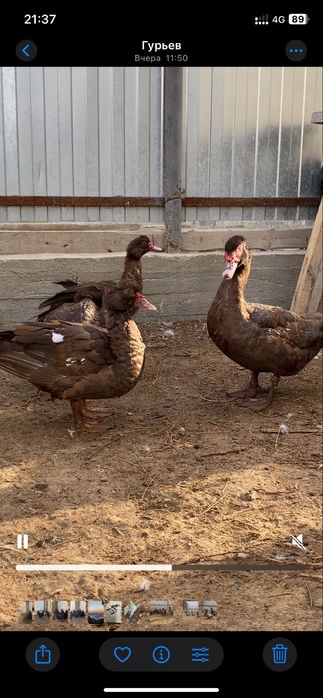 Индоутка сатылады