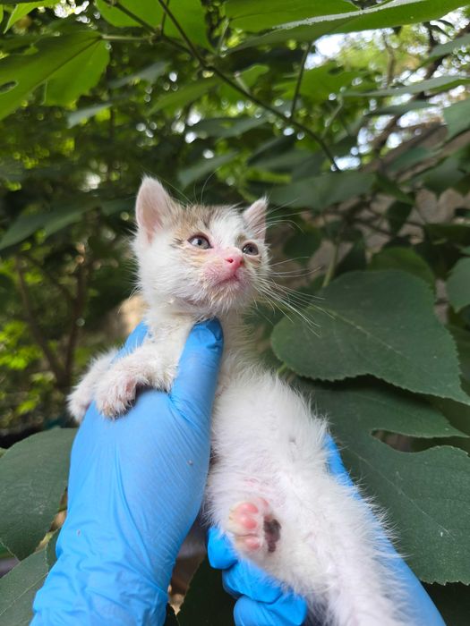 Котята ищут семьи!