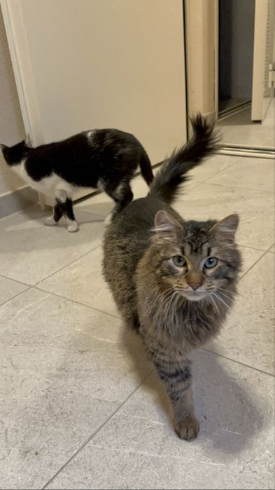 pisici de adoptat, 2 motani