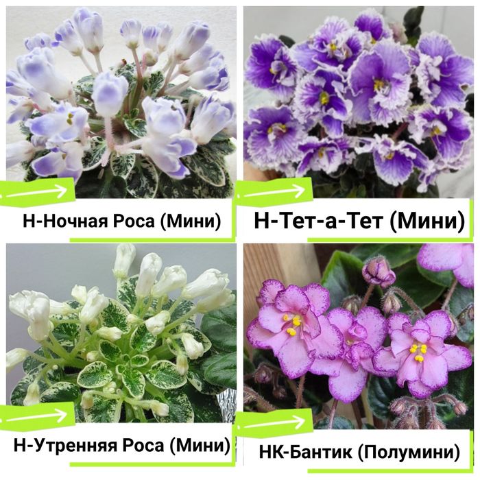 Фиалки сортовые продам