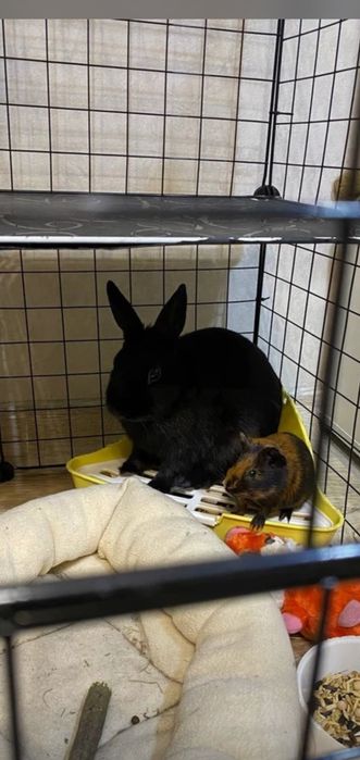 Угловой туалет для кролика (морской свинки  и пр.)