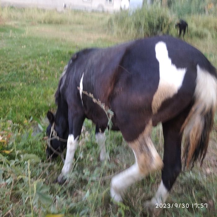 Лошади Сельхоз животные