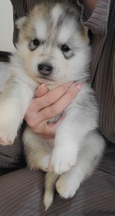 Продается сибирский хаски светлый окрас жемчуженка мальчик 1,5месяца