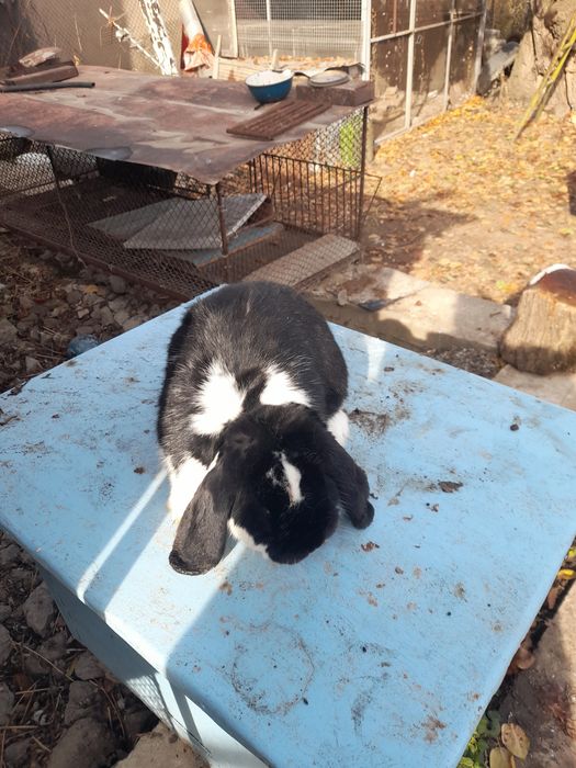 Кролики французский баран