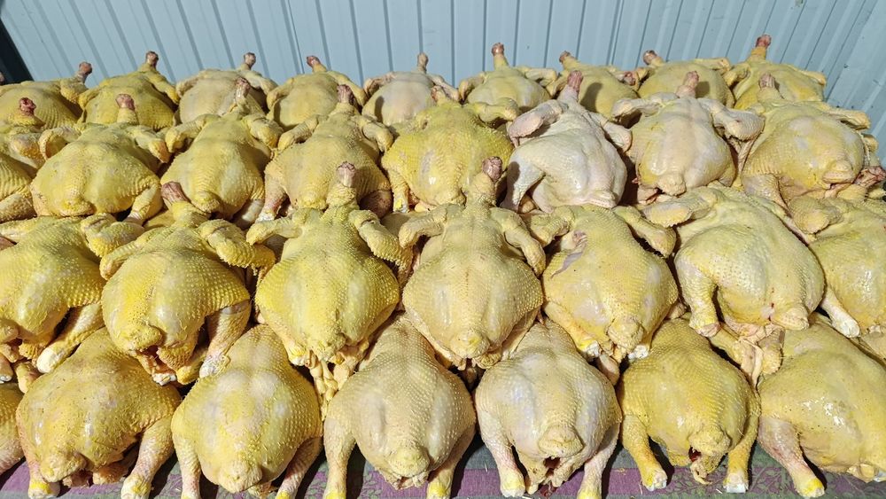 Куры бройлер тушки живыми