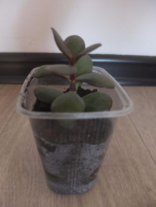 Денежное дерево (толстянка)