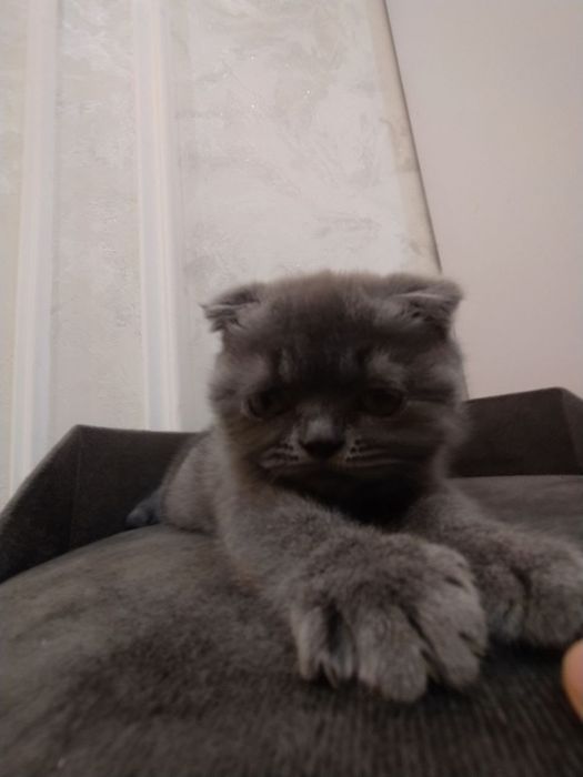 Продаются домашние котята