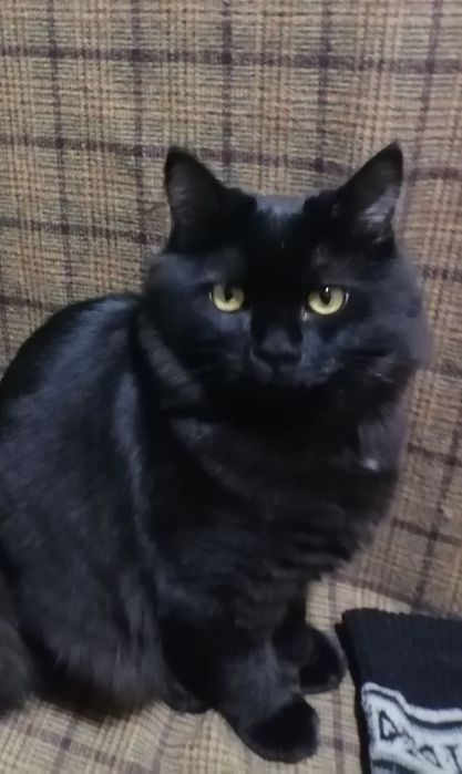 Котенок, 5 мес, в добрые руки