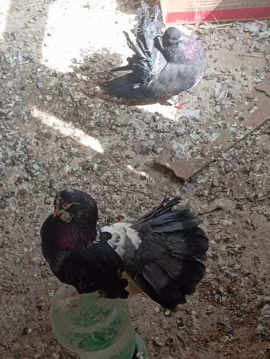 Голуби-павлины .