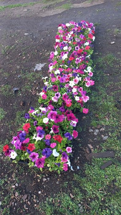 Продам оптом и в розницу петунью