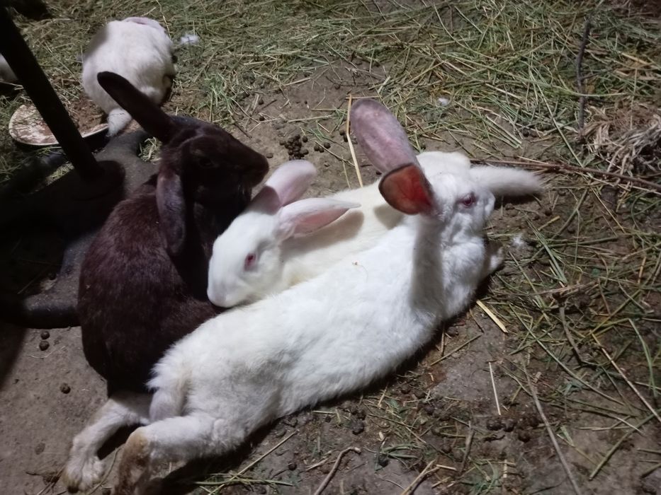 Kuyon gushti sotiladi