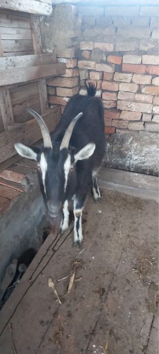 Vand doua capre gestante