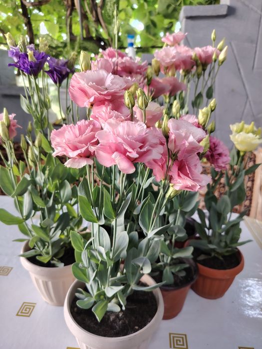 Эустома в горшках