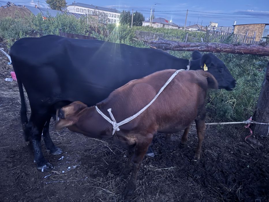 Продам корова молочный