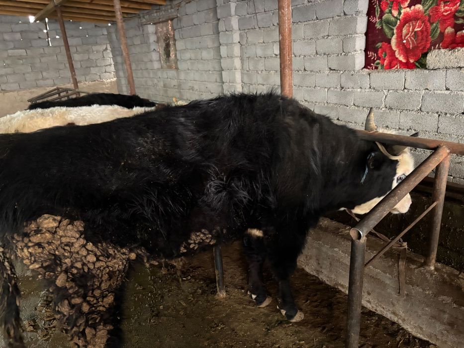 Бордақы бұқалар сатылады