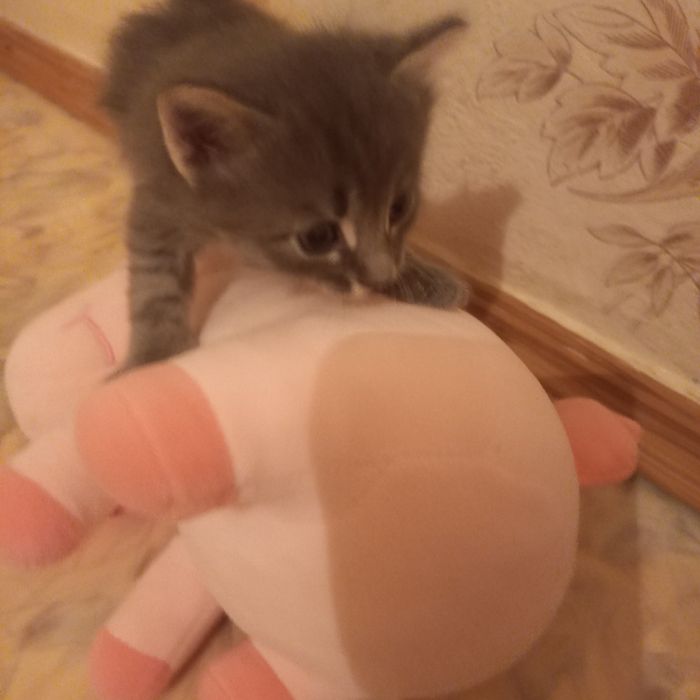 Котята  мальчики один месяц