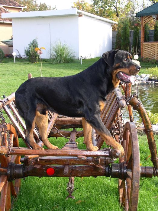 DRESAJ CANIN PROFESIONIST | septembrie educatie & reabilitare| JOCO DOG ACADEMY