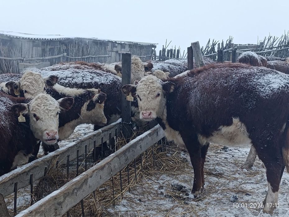 Племенной қашарлар сатамын