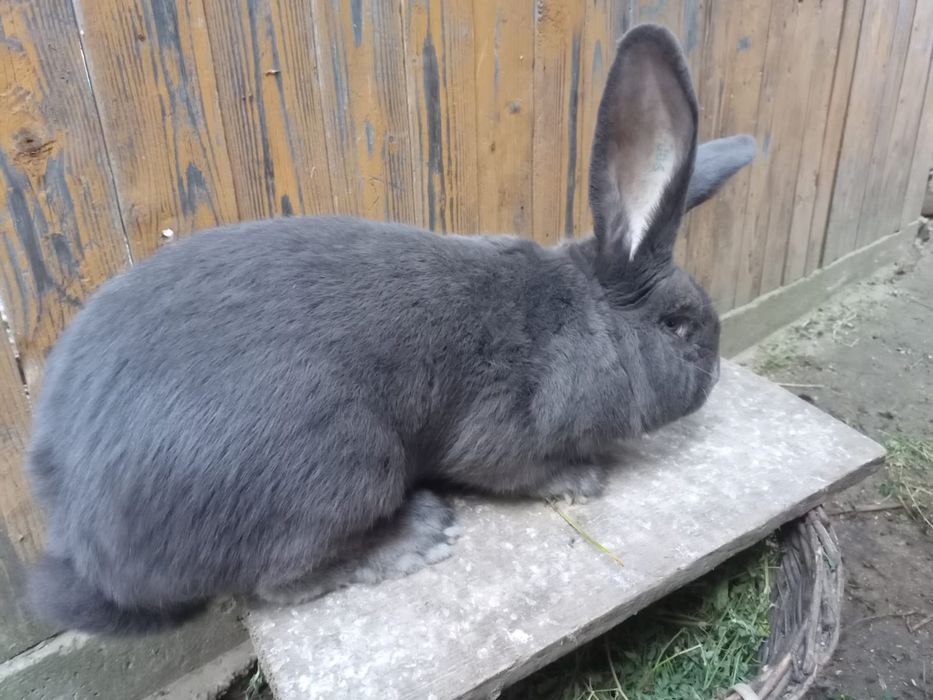 Vand iepuri de rasa! Fluture & urias GERMAN!