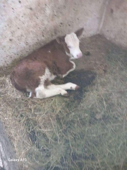 Vând vițel în vârstă de o saptamana