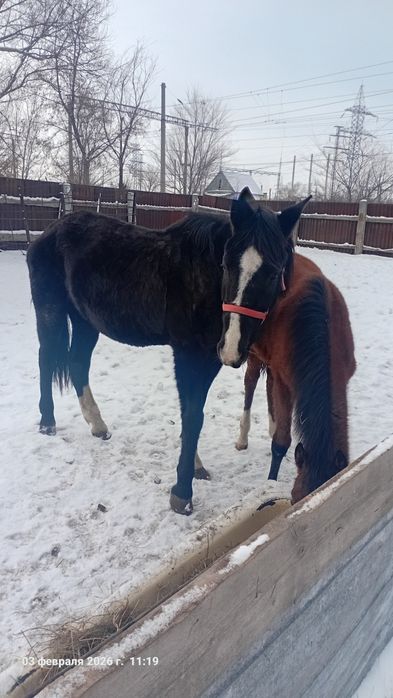 Продам кабылу обучения