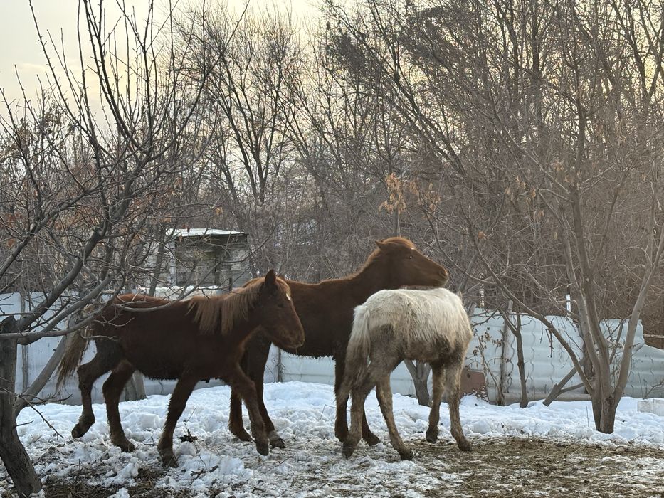 Продается лошади