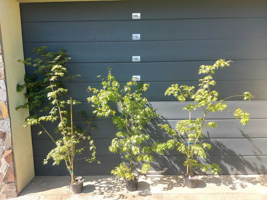 Artar Japonez (Acer Palmatum) la ghiveci, 100-200cm