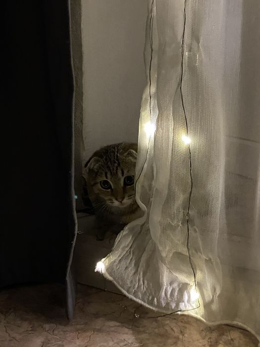 Котёнок мальчик 8 месяцев