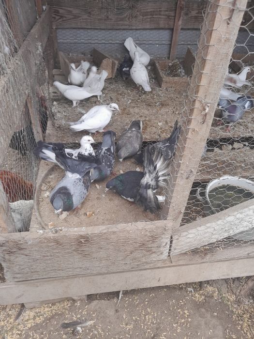 Vând cai și porumbei