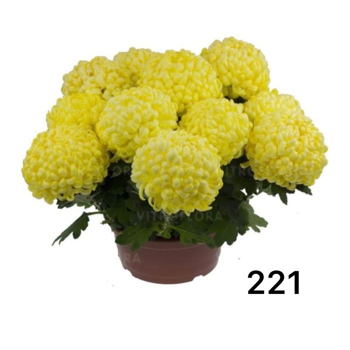 Хризантема мультифлора и крупноголовая