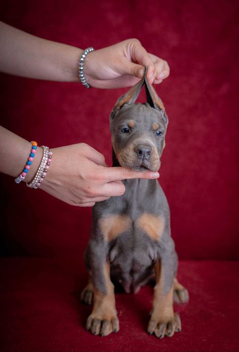Щенки добермана с купированными ушами