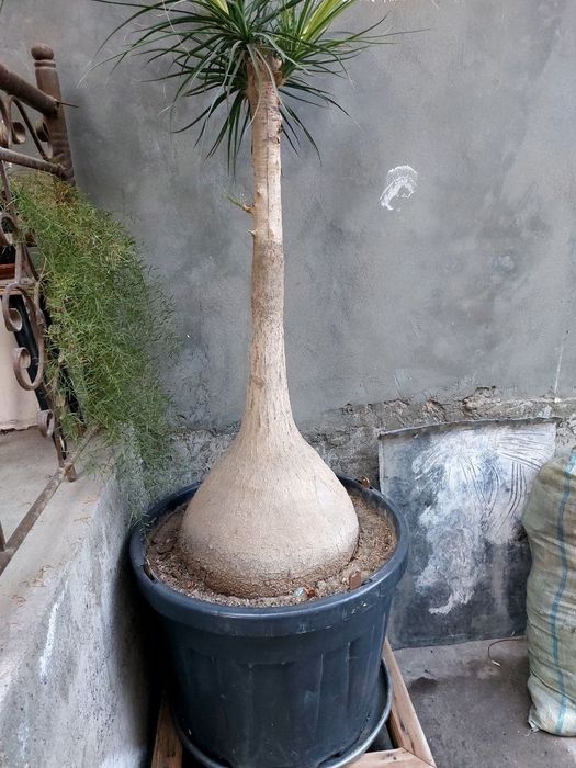 Налина продаёться