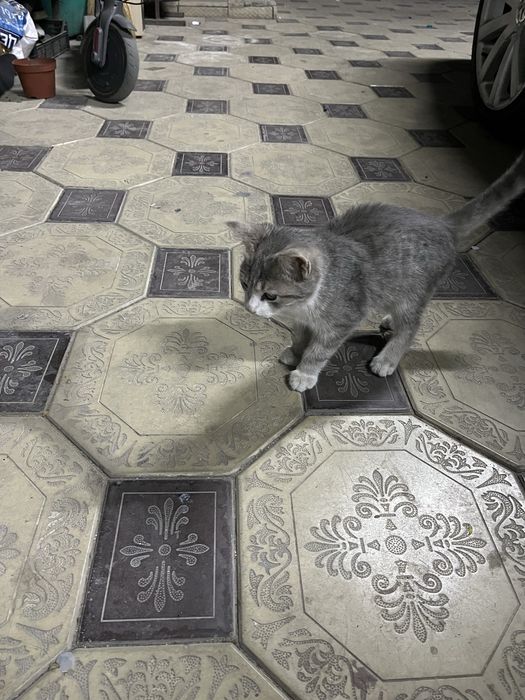 пропал котенок!!!
