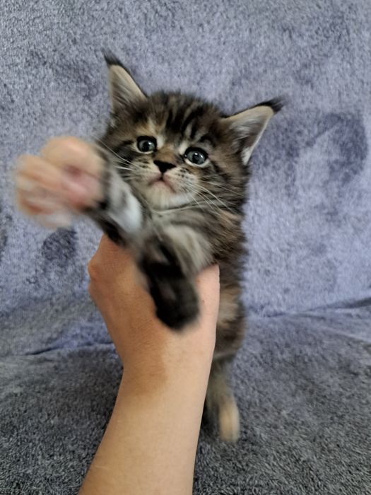 Шикарные Мейн-куны в продаже